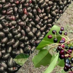 jamun fruit benefits