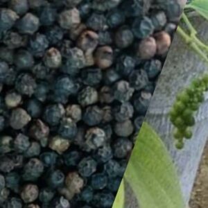 pepper benefits