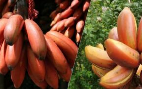 red banana benefits