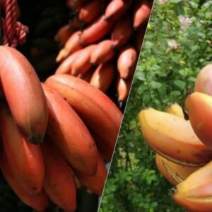 red banana benefits