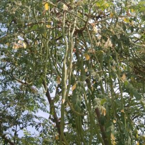 drum stick tree