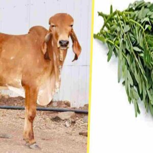 pasuvirku akathi keerai