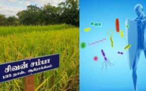 organic rice benefits in tamil