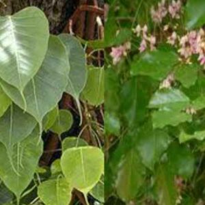 trees rare facts