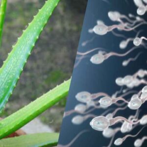 aloe vera benefits