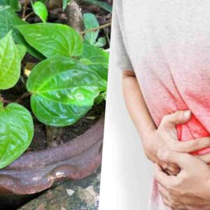 betel leaf health benefits