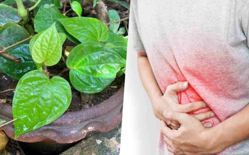 betel leaf health benefits