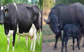 cow milk vs buffalo milk