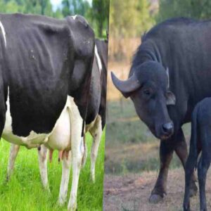 cow milk vs buffalo milk
