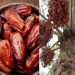 dates nutrients