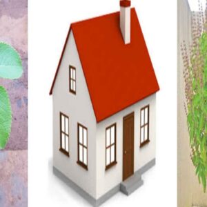 herb plants