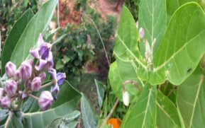 milkweed benefits