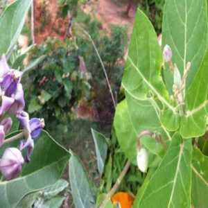milkweed benefits