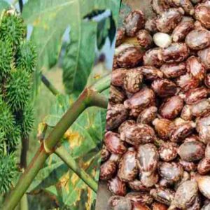 ricinus benefits