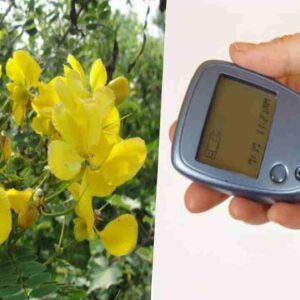 health-benefits-of-avarampoo
