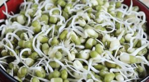 sprouts benefits