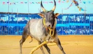 vadam jallikattu