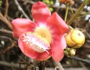 Kungliya flower