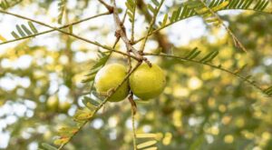 Amla