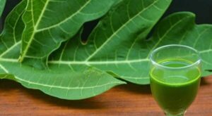 Papaya Leaf Juice
